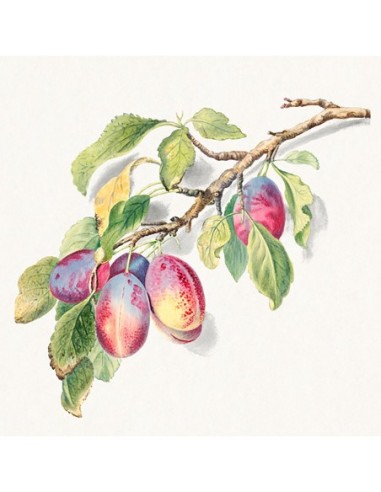 Una rama de ciruelas maduras