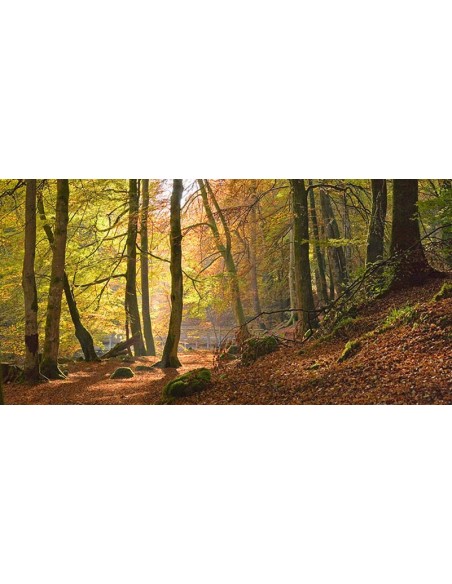 Bosques de hayas otoñales, Birks o'Aberfeldy