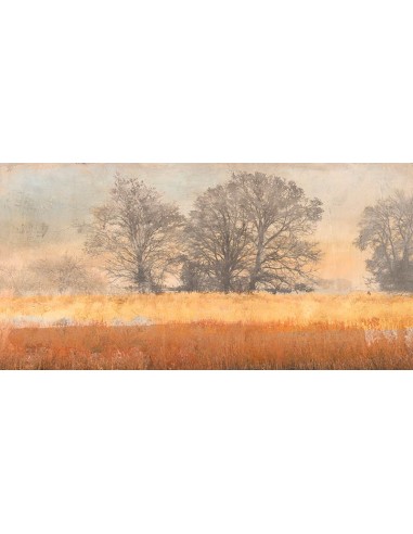 Árboles en la niebla