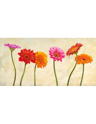 Gerberas