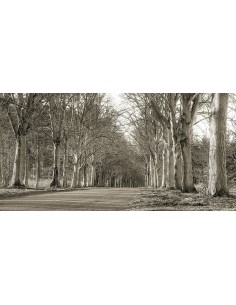 Carretera arbolada, Norfolk, Reino Unido