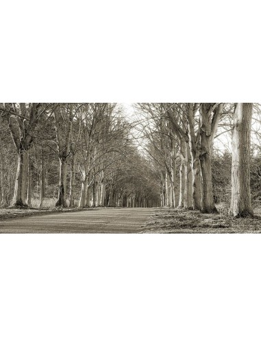 Carretera arbolada, Norfolk, Reino Unido