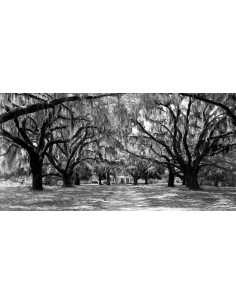 Avenida de los Robles, Carolina del Sur