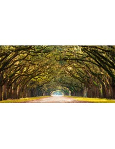 Camino bordeado de robles