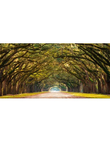 Camino bordeado de robles