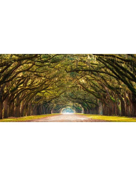 Camino bordeado de robles