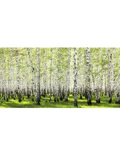 Bosque de abedules en primavera