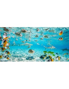 Peces y tiburones en la laguna de Bora Bora