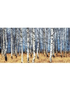 Bosque de abedules en otoño