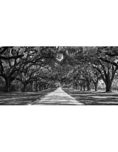 Entrada a una plantación arbolada, Carolina del Sur