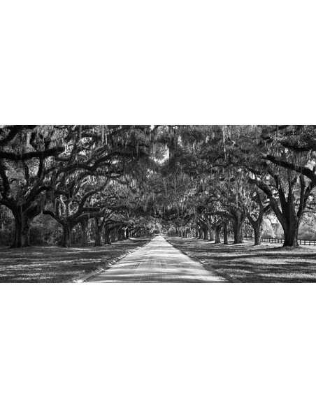 Entrada a una plantación arbolada, Carolina del Sur