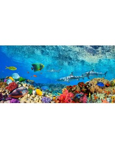 Tiburones de arrecife y peces, Mar Índico