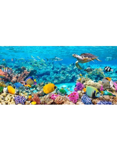 Tortuga marina y peces, arrecife de coral de Maldivas