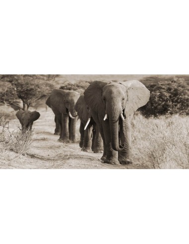 Manada de elefantes africanos, Kenia