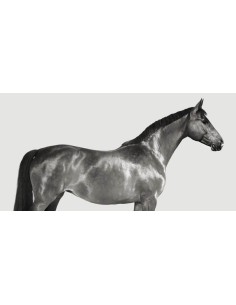 Kingsman Cavalier, pura sangre inglés