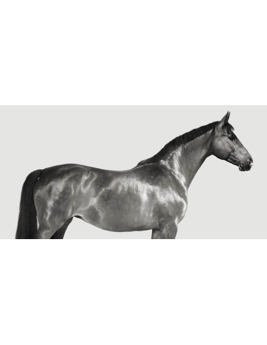 Kingsman Cavalier, pura sangre inglés