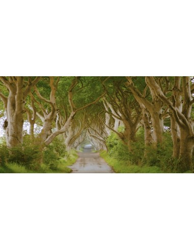 The Dark Hedges, Irlanda