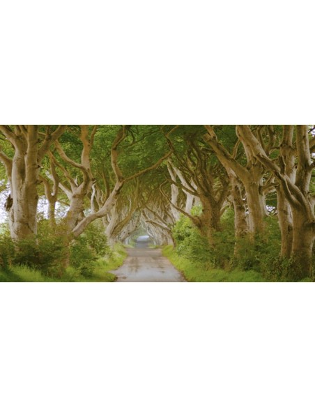The Dark Hedges, Irlanda