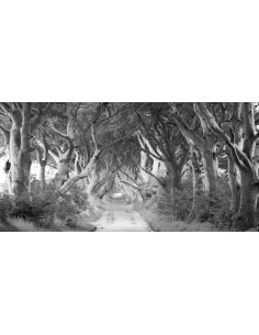 The Dark Hedges, Irlanda (BW)