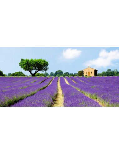 Campos de lavanda, Francia