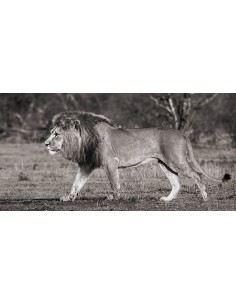 León caminando por la sabana africana