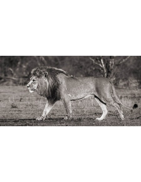 León caminando por la sabana africana