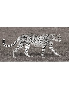 Caza de guepardos en Masai Mara