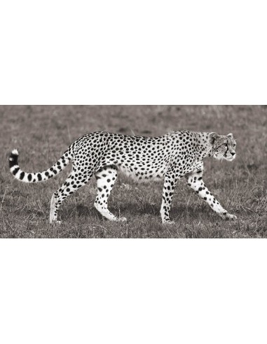 Caza de guepardos en Masai Mara