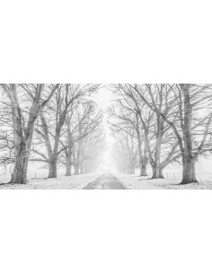 Camino arbolado en la nieve