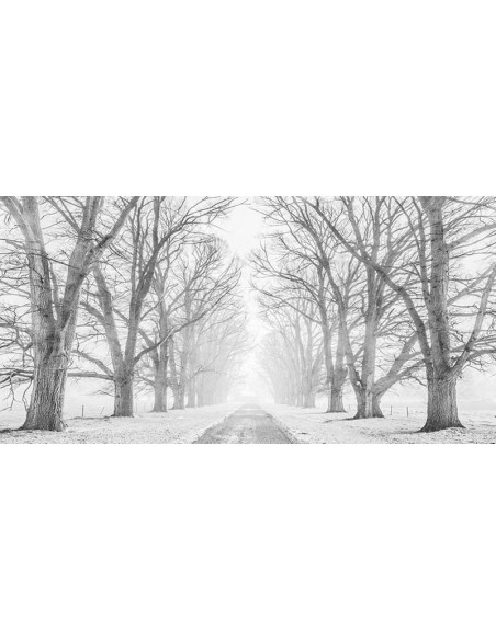 Camino arbolado en la nieve