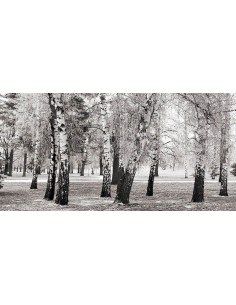 Abedules en un parque