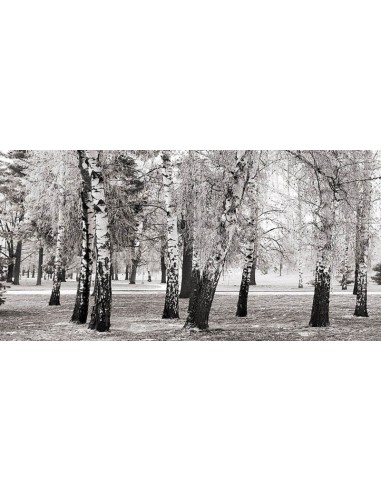 Abedules en un parque