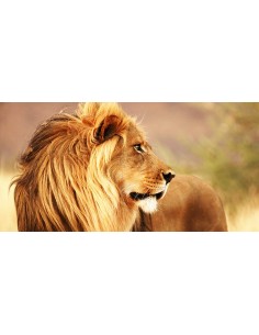 León macho, Namibia (detalle)