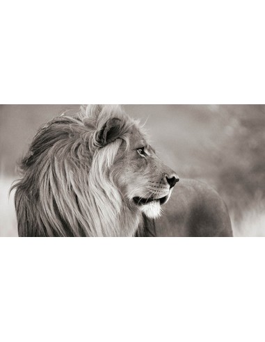 León macho, Namibia (detalle, blanco y negro)