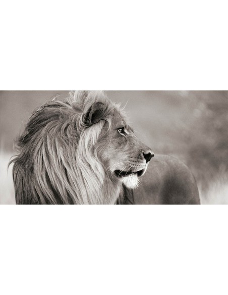 León macho, Namibia (detalle, blanco y negro)