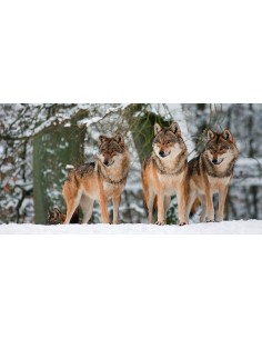 Lobos en la nieve, Alemania (detalle)