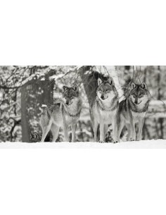 Lobos en la nieve, Alemania (detalle, blanco y negro)