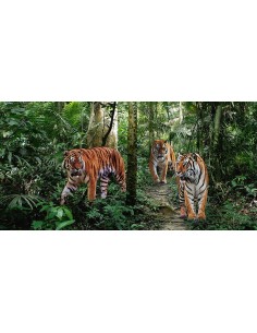 Tigres de Bengala (detalle)