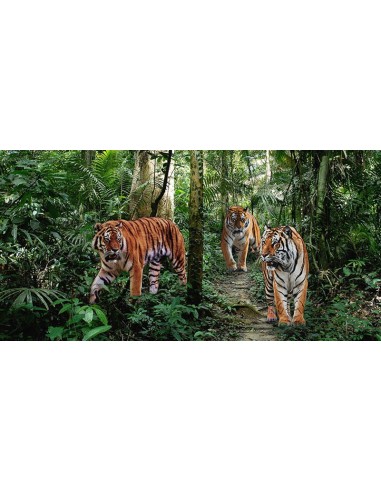 Tigres de Bengala (detalle)