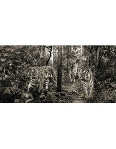 Tigres de Bengala (detalle, blanco y negro)