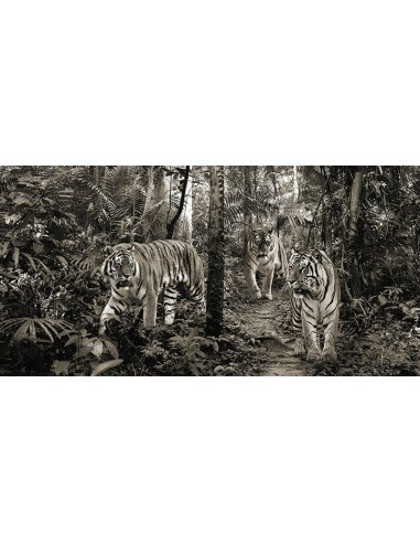 Tigres de Bengala (detalle, blanco y negro)