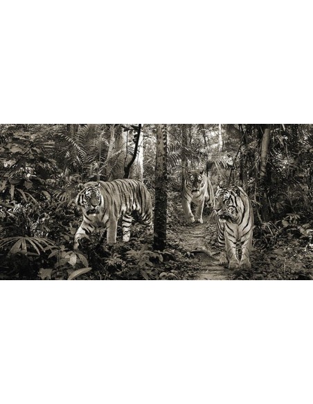 Tigres de Bengala (detalle, blanco y negro)