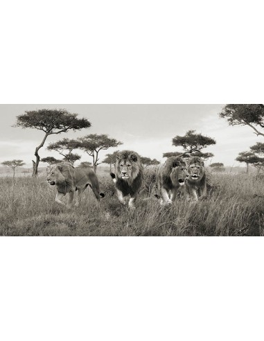 Hermanos, Masai Mara, Kenia (detalle)