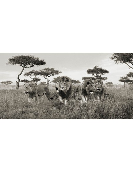 Hermanos, Masai Mara, Kenia (detalle)