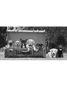 Cachorros de perro en una maleta