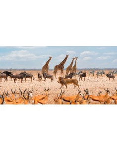 Soberano pasando por (Masai Mara)