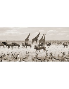 Soberano pasando por (Masai Mara, BW)