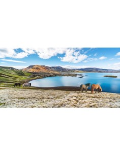 Caballos salvajes junto a un lago, Islandia