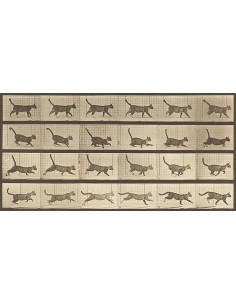 Locomoción animal: un gato