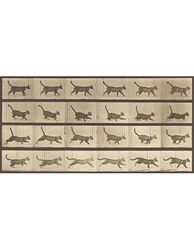 Locomoción animal: un gato